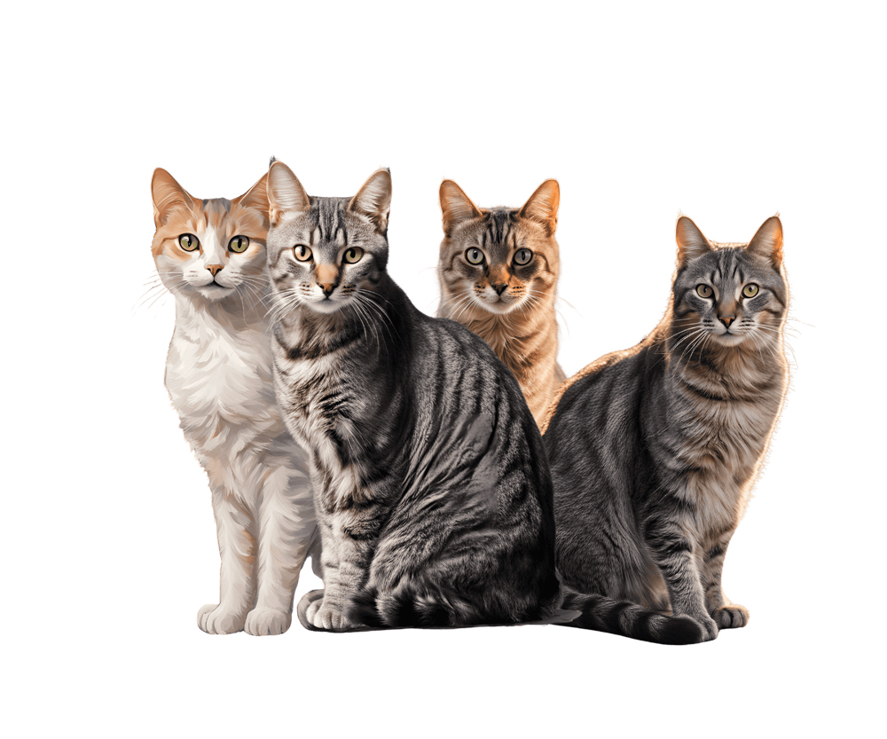 Noticias sobre gatos