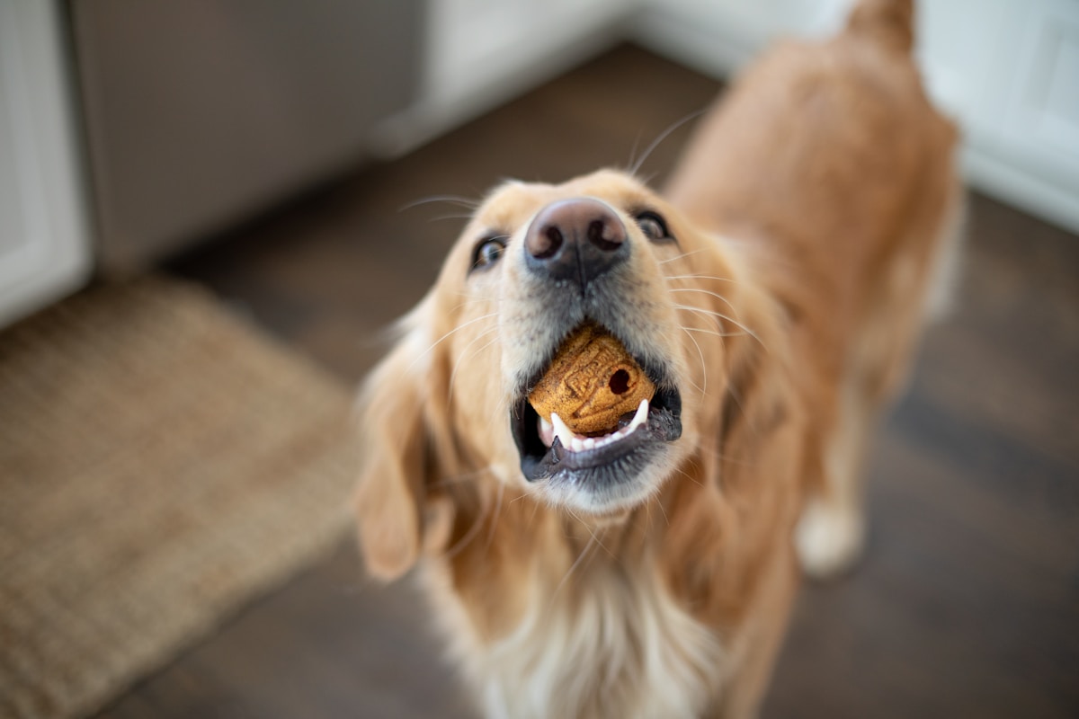 golden retriever sitting on floor