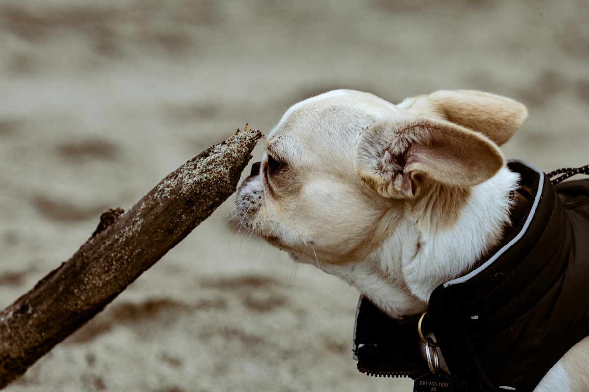 A small dog is holding a branch in its mouth