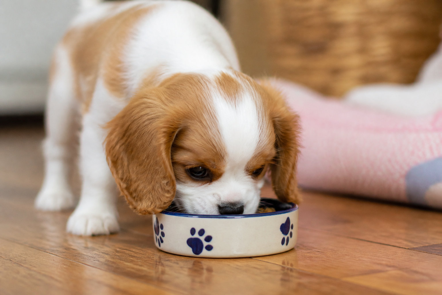 Comment adapter la gamelle selon l'âge du chien ?